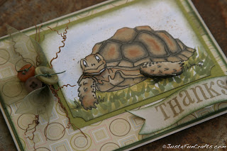 Little Tortoise Thanks